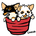 CHAYAMACHI Suguro