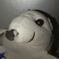 Mr hedgehog